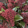 Skimmia japonica 'Rubella' 20+ blooms 3L
