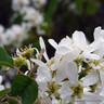 Amelanchier arborea 'Robin Hill' POTTED