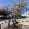 Amelanchier arborea 'Robin Hill' POTTED
