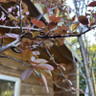 Prunus cerasifera 'Nigra' POTTED