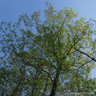 Quercus rubra BAREROOT