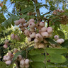Sorbus arnoldiana 'Kirsten Pink' POTTED