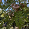 Sorbus arnoldiana 'Kirsten Pink' POTTED