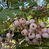 Sorbus arnoldiana 'Kirsten Pink' POTTED