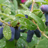 Lonicera 'Boreal Beauty Honeyberry'