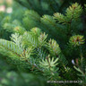 Abies koreana (Korean Fir) 100-125cm rootball