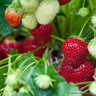 Strawberry 'Ostara' - 10 bare root plants