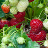 Strawberry 'Rendevous' - 10 bare root plants