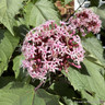 Clerodendrum bungei 3L