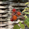 Japanese Wineberry 2L
