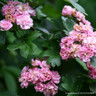 Crataegus laevigata 'Rosea Flore Pleno' (Double Pink Hawthorn) BAREROOT