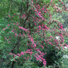 Crataegus laevigata 'Rosea Flore Pleno' (Double Pink Hawthorn) BAREROOT