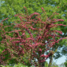 Crataegus laevigata 'Rosea Flore Pleno' (Double Pink Hawthorn) BAREROOT