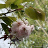 Prunus 'Pink Parasol' (Flowering Cherry) BAREROOT