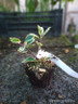 Ilex aquifolium 'Handsworth New Silver' 9cm