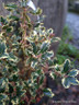 Ilex 'Ferox Argentea' 5L