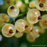 Whitecurrant 'White Versailles' (potted)