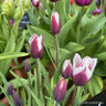 Tulip 'Jackpot' - PACK of 10 Premium size bulbs