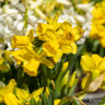 Daffodils 'tete-a-tete' Pot