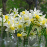 Narcissi 9cm - various varieties