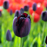 Tulip 'Queen of the night' 1L
