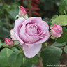 Blue Moon - Hybrid Tea Rose