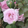 Blue Moon - Hybrid Tea Rose