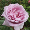 Blue Moon - Hybrid Tea Rose