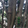 Taxus baccata (Yew) 175-200cm rootball