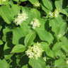 Cornus sanguinea 80-100cm (5L)