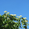 Cornus sanguinea 80-100cm (5L)