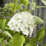 Hydrangea 'Annabelle' 12L