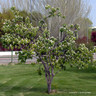 Quince Tree (Cydonia oblonga) 4L