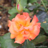 Beautiful Britain - Floribunda Rose