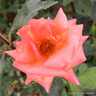 Beautiful Britain - Floribunda Rose