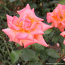Beautiful Britain - Floribunda Rose