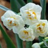 Narcissi Bridal Crown (pot)