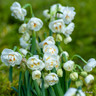 Narcissi Bridal Crown (pot)