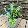 Asplenium scolopendrium 'Cristata'