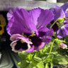 Pansy/Viola 6 pack