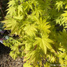Acer 'Summergold' (p19)