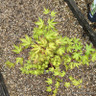 Acer palmatum 'Sangokaku' (p19)