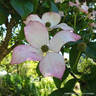 Cornus kousa 'Satomi' 125-150cm (30L)