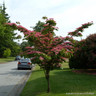 Cornus kousa 'Satomi' 125-150cm (30L)