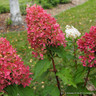 Hydrangea paniculata 'Redlight' 6L