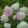 Hydrangea paniculata 'Pinklight' 6L
