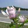 Magnolia 'George Henry Keer' 7.5L bush
