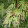 Acer 'Seiryu' (p19)