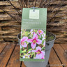 Philadelphus 'Petit Perfume Pink' 4.5L