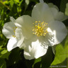 Philadelphus 'Petit Perfume White' 4.5L